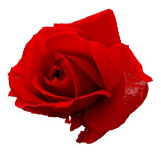 Only Rose Png PNG images