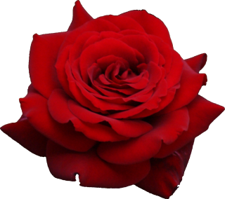Red Rose PNG PNG images