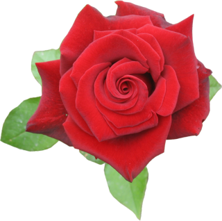 Beautiful Red Rose Png Transparent PNG images