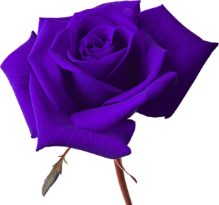 Vector Rose Png PNG images
