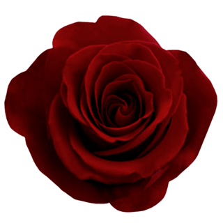 Image Rose PNG PNG images