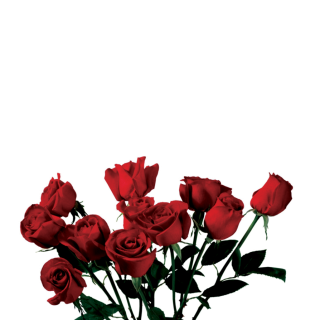 Photo Rose PNG PNG images