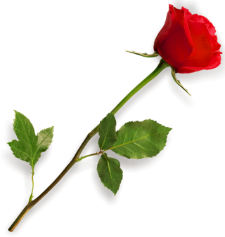 Single Red Rose Png, Leaf, Branches PNG images