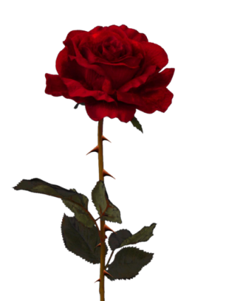 Rose Png Available In Different Size PNG images