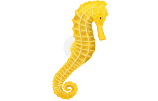 PNG Seahorse Photo PNG images