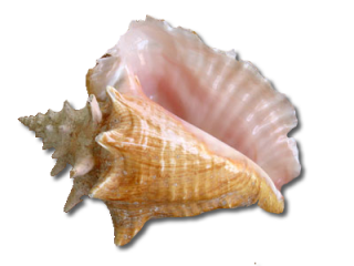 Transparent PNG Seashell Image PNG images