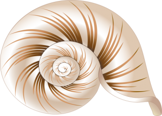 High Resolution Seashell Png Icon PNG images