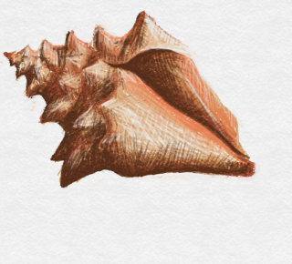 Seashell PNG Pic PNG images