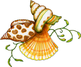 Free Download Seashell Png Images PNG images