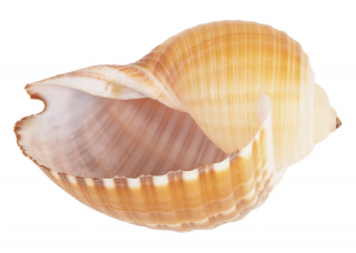 Download Images Free Seashell PNG images