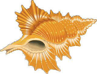 Seashell PNG HD PNG images