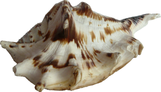 Image Seashell PNG Transparent PNG images