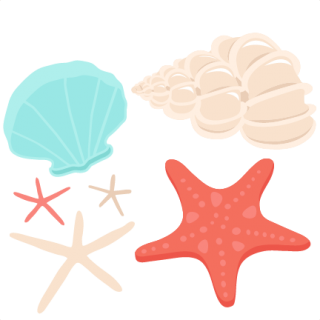 Transparent Seashell Image PNG PNG images