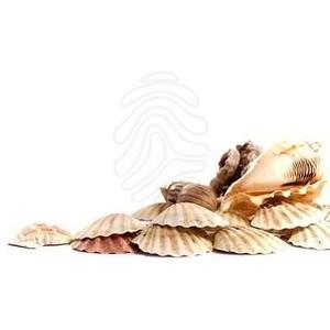 High Resolution Seashell Png Clipart PNG images