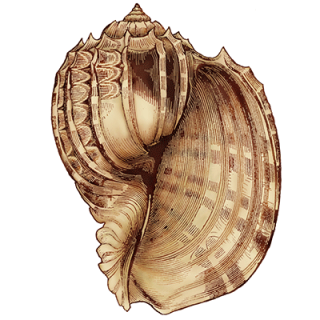 Download For Free Seashell Png In High Resolution PNG images