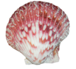 Download Seashell Latest Version 2018 PNG images