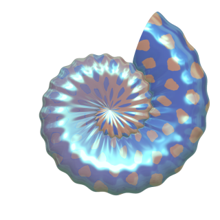Seashell Clip Art PNG images