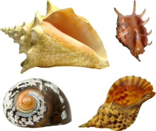 Vector Seashell Png PNG images
