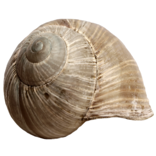 Picture Download Seashell PNG images