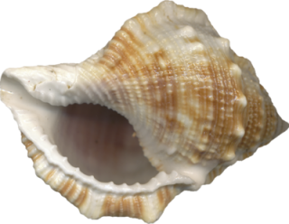 Free Vector Seashell Download Png PNG images