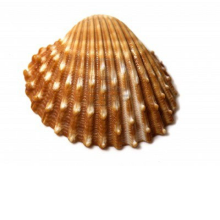 Free Download Of Seashell Icon Clipart PNG images