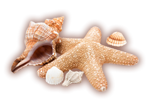 Seashell Vector Png PNG images