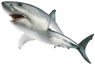 Transparent Shark Png PNG images