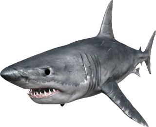 Browse And Download Shark Png Pictures PNG images