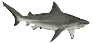 Download And Use Shark Png Clipart PNG images