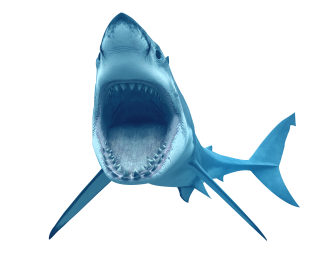 Animal Shark Transparent PNG images