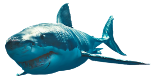 Great White Shark Photo Png PNG images
