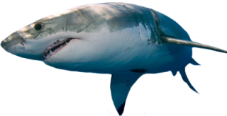 Great White Shark Png PNG images
