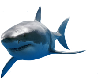 Great White Shark Png PNG images