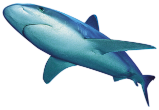 Real Shark Png PNG images