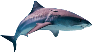 Shark Attack Png PNG images