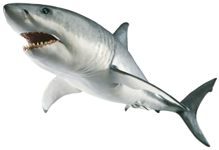 Download Free High-quality Shark Png Transparent Images PNG images