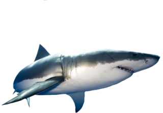 Png Format Images Of Shark PNG images