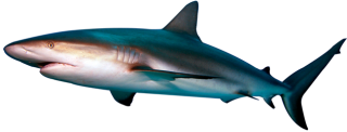 Shark PNG Transparent Photo PNG images