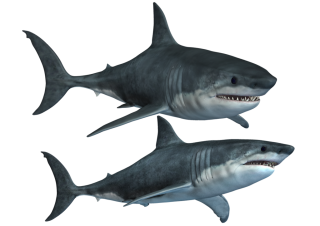Shark PNG Transparent Pic PNG images