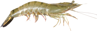 Download Free High-quality Shrimps Png Transparent Images PNG images
