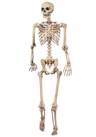 Lifesize Poseable Skeleton PNG images