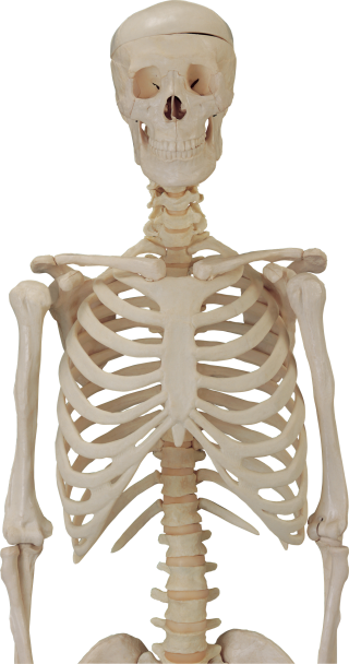 Download Free Png Vector Skeleton PNG images