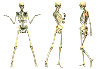 Skeleton PNG Transparent Images PNG images