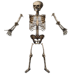 Texture Skeleton Png PNG images