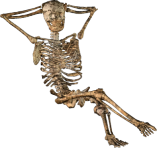 Halloween Skeleton Png PNG images