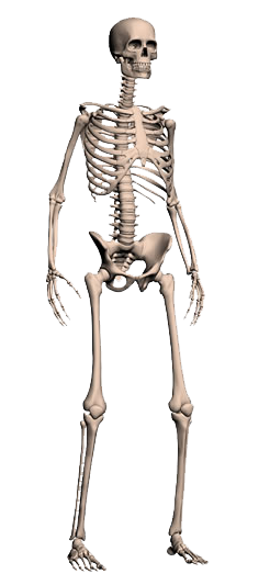 Human Skull Png PNG images