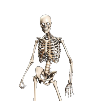 Skeleton, Bones, Anatomy, Human Png PNG images