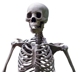 Skeleton Head PNG Transparent PNG images