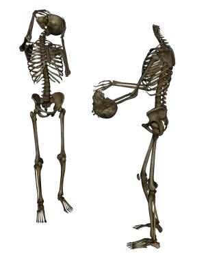 Skeleton Head Trade Png PNG images
