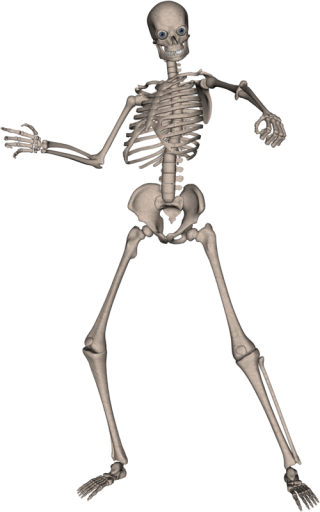 Skeleton PNG Photo PNG images
